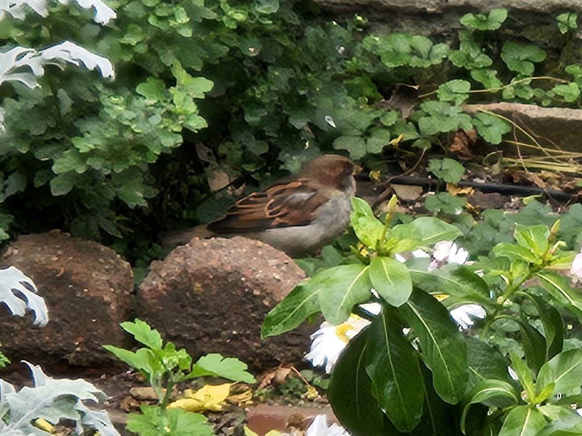 家麻雀 - ML644752522