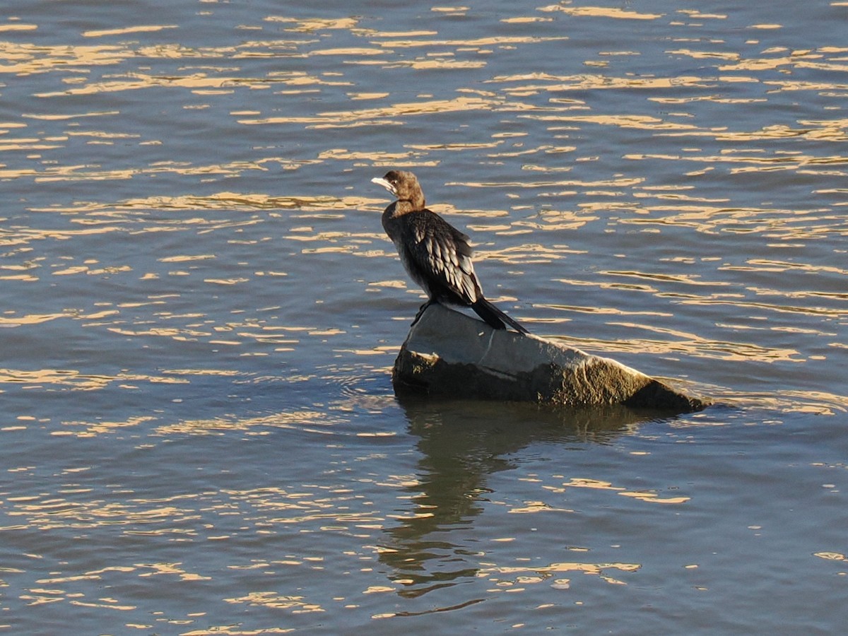 Pygmy Cormorant - ML644752525