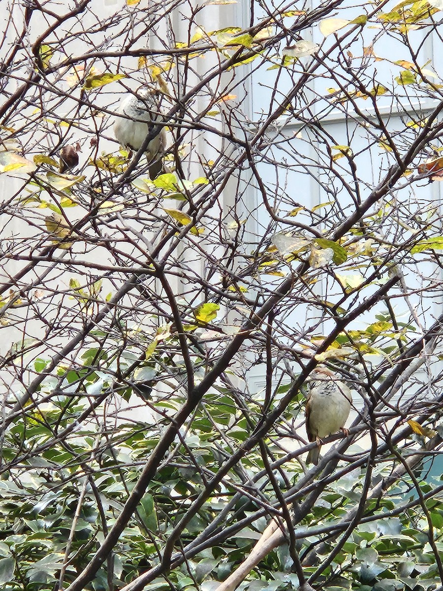 家麻雀 - ML644752537