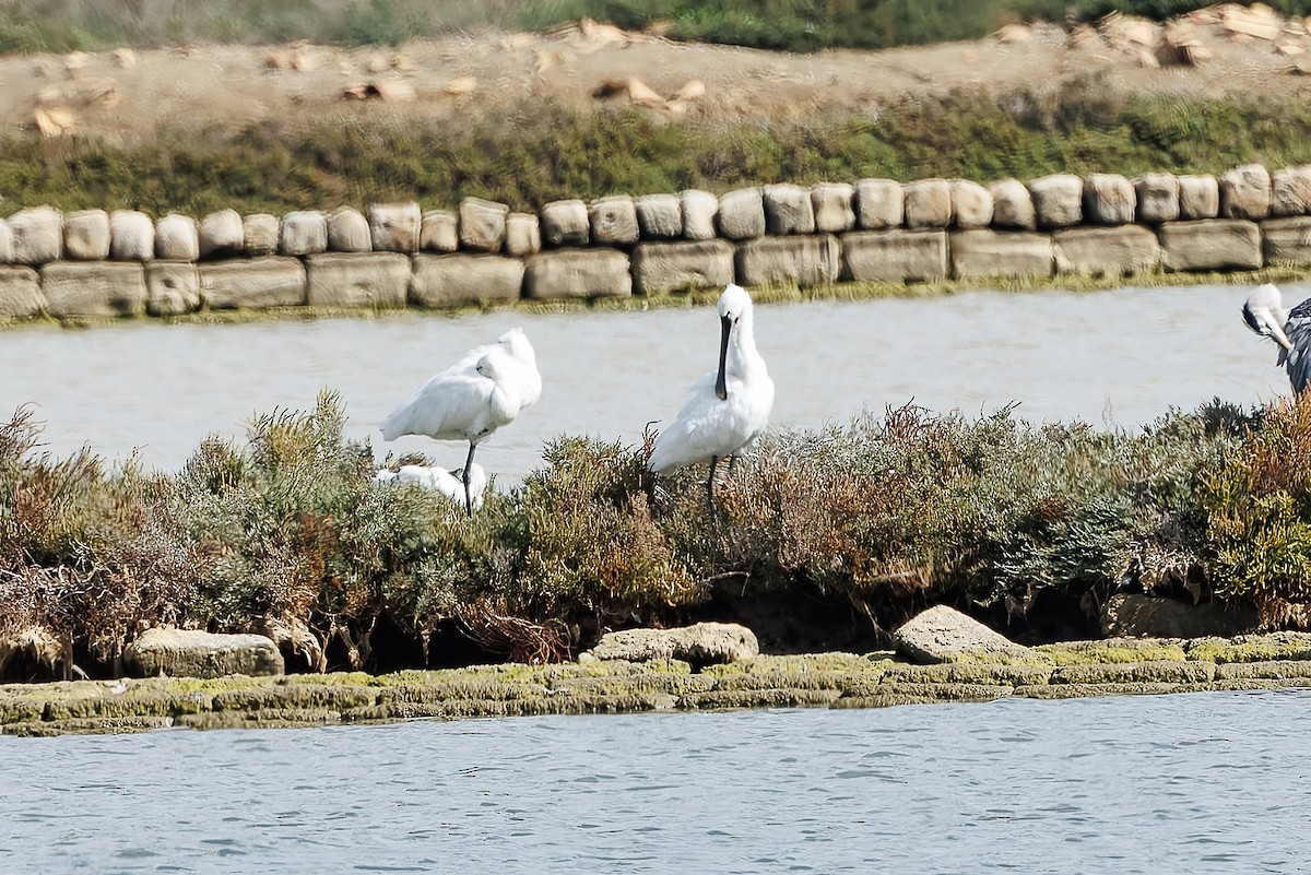 Eurasian Spoonbill - ML644752547