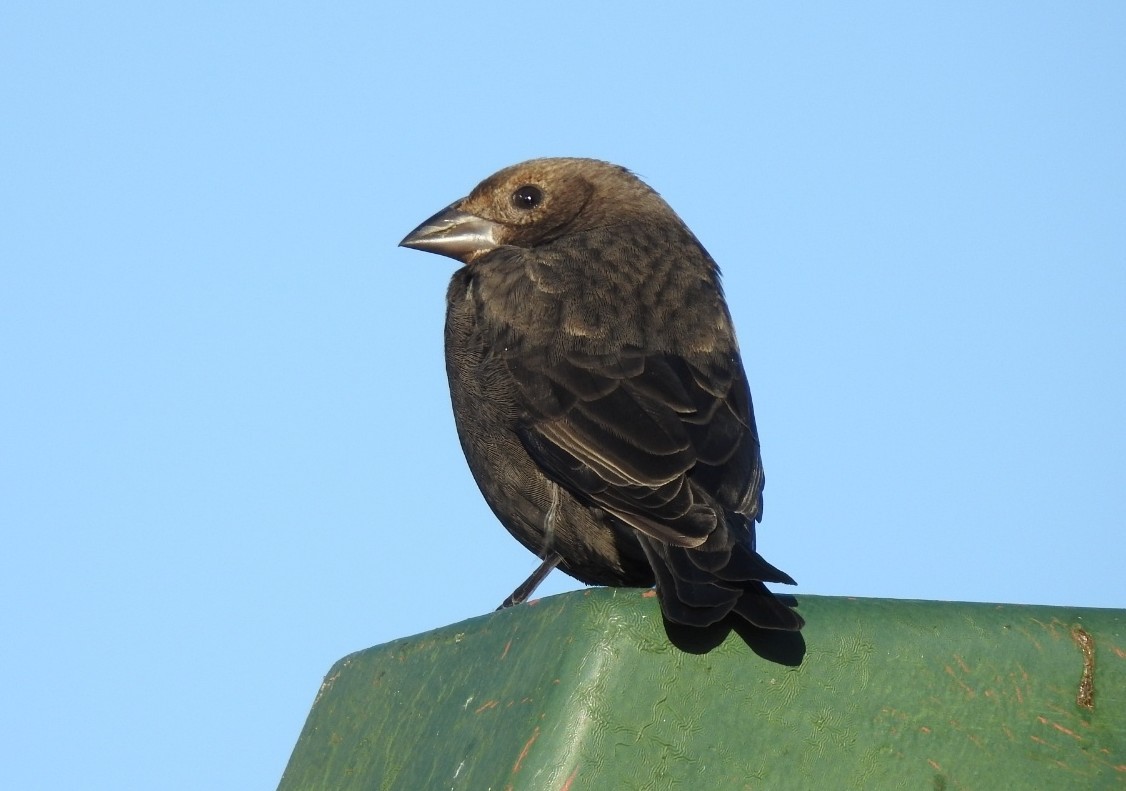 Brown-headed Cowbird - ML644752548