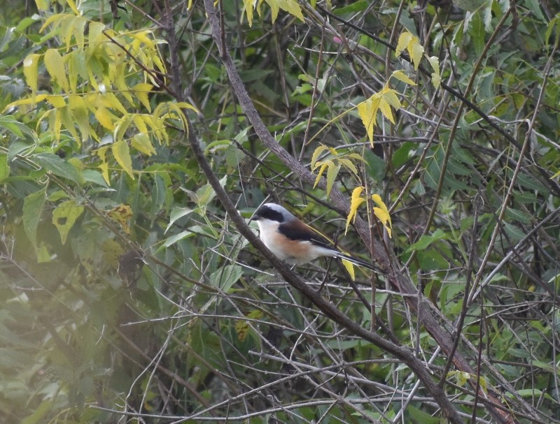 Pie-grièche à bandeau - ML644752555