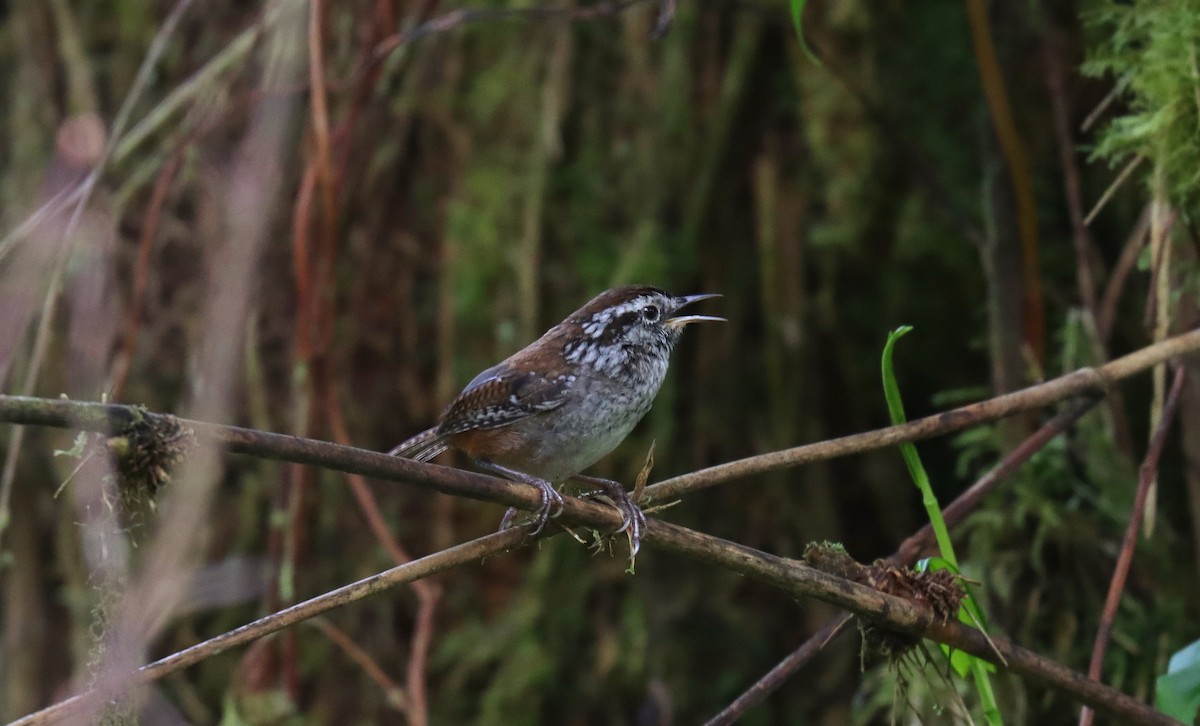 Timberline Wren - ML644752571
