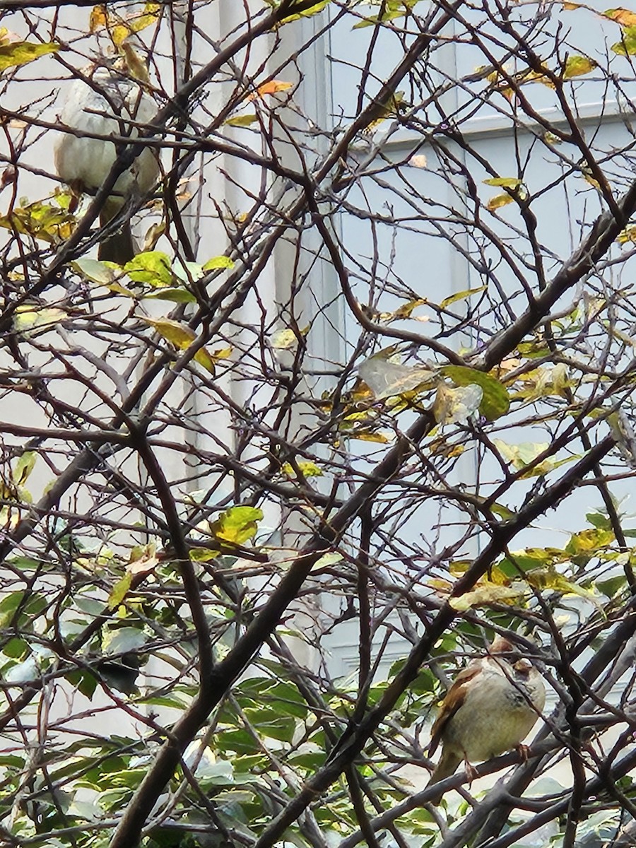 家麻雀 - ML644752591