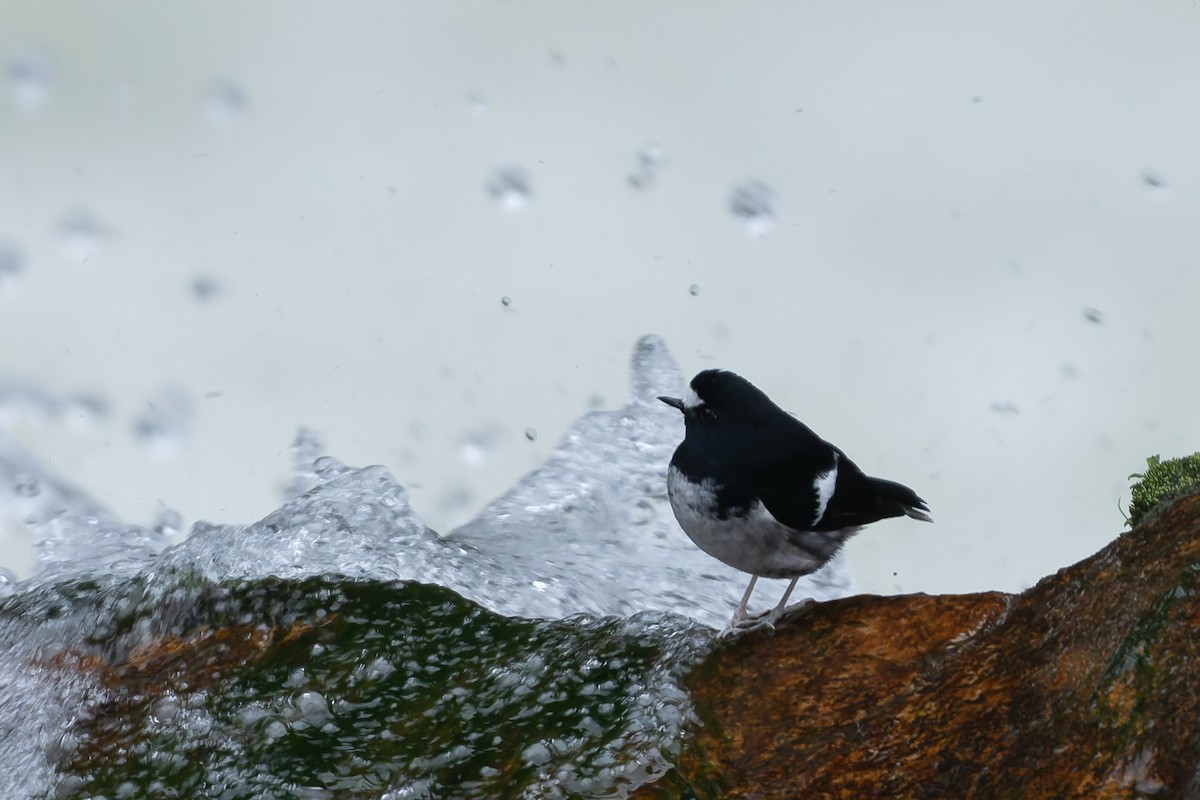 Вилохвістка гірська - ML644752597