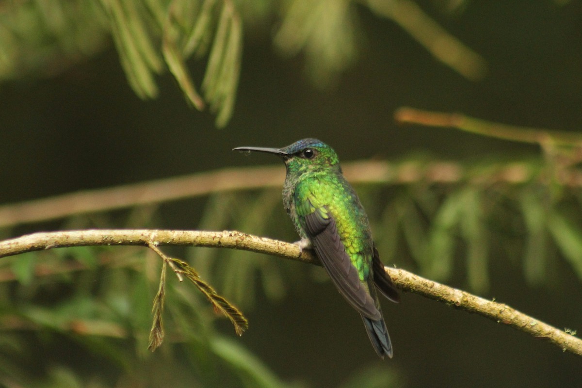 Violet-capped Woodnymph - ML644752600
