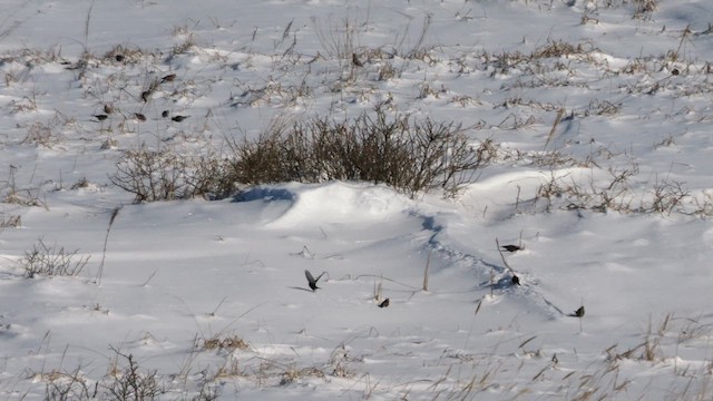 Roselin brun - ML644752601