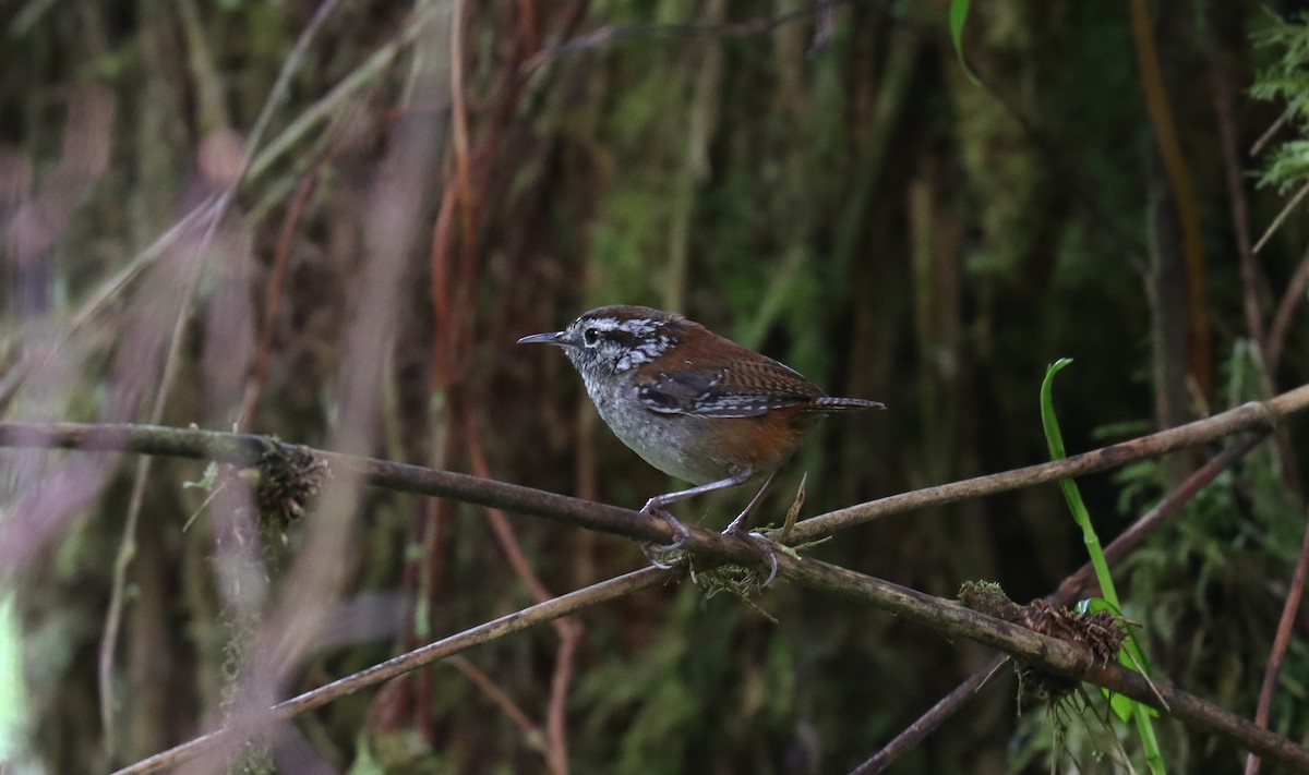 Timberline Wren - ML644752607