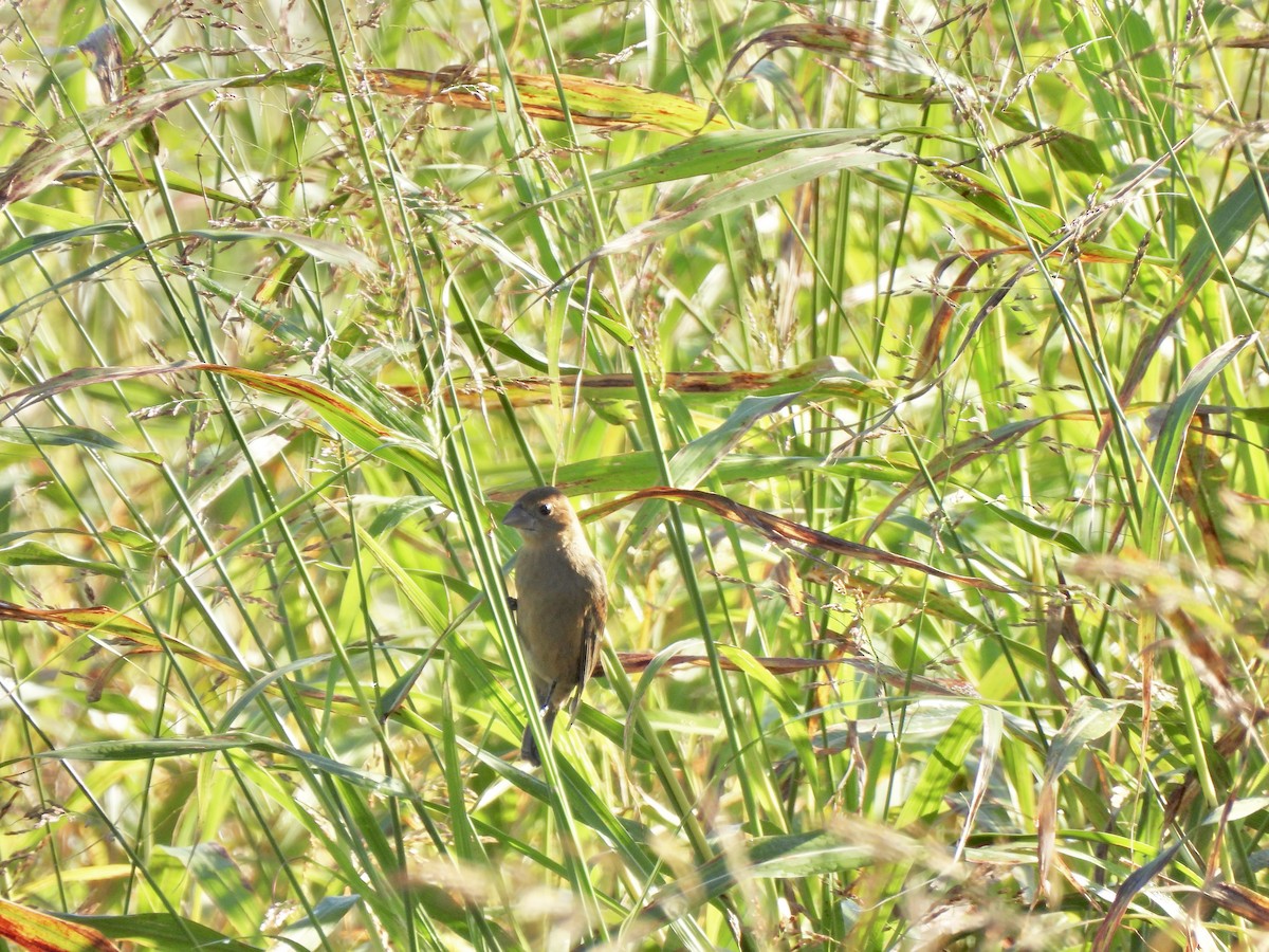 Blue Grosbeak - ML644752610
