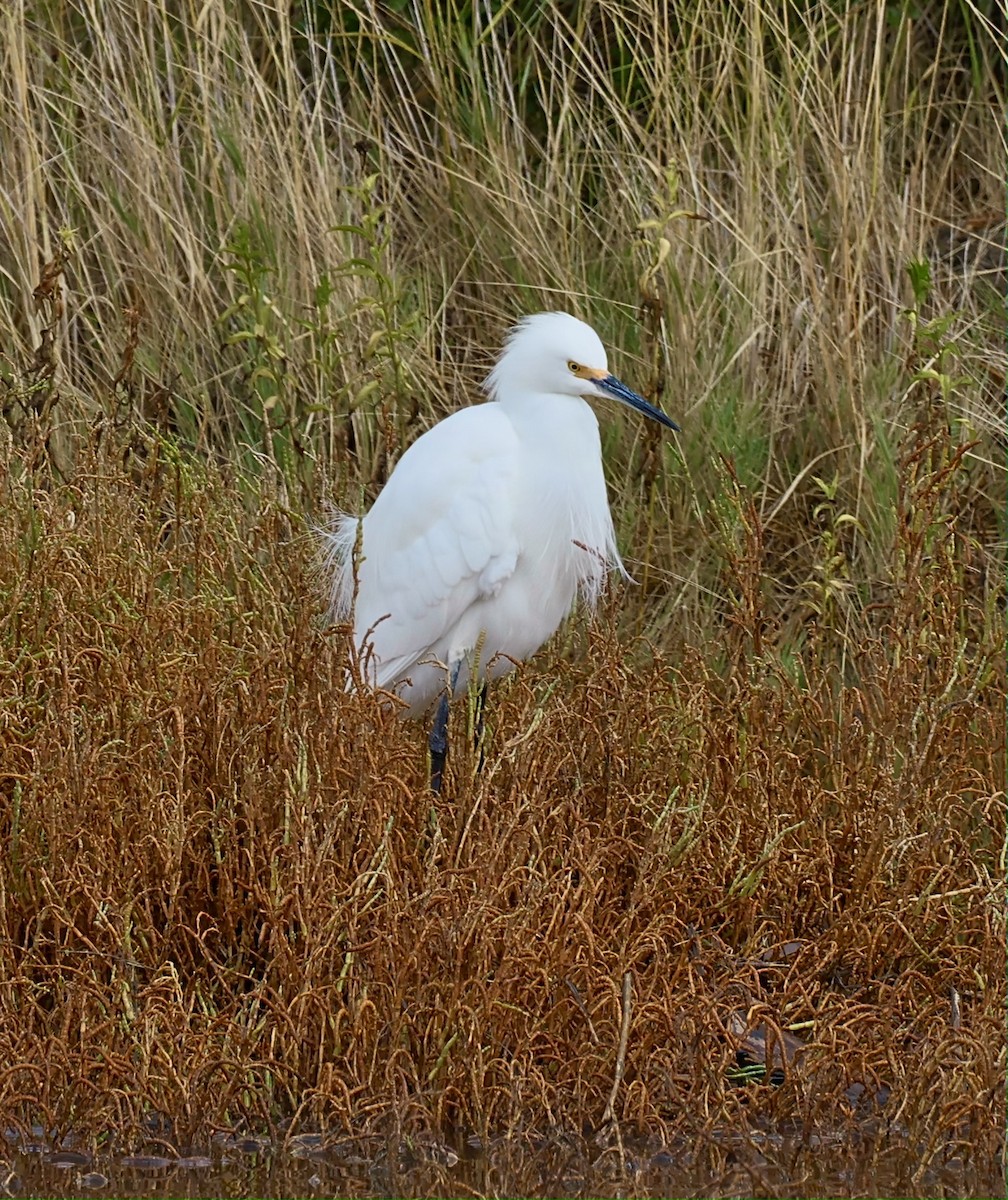 volavka bělostná - ML644752611