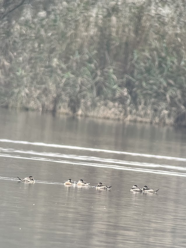 Ruddy Duck - ML644752645
