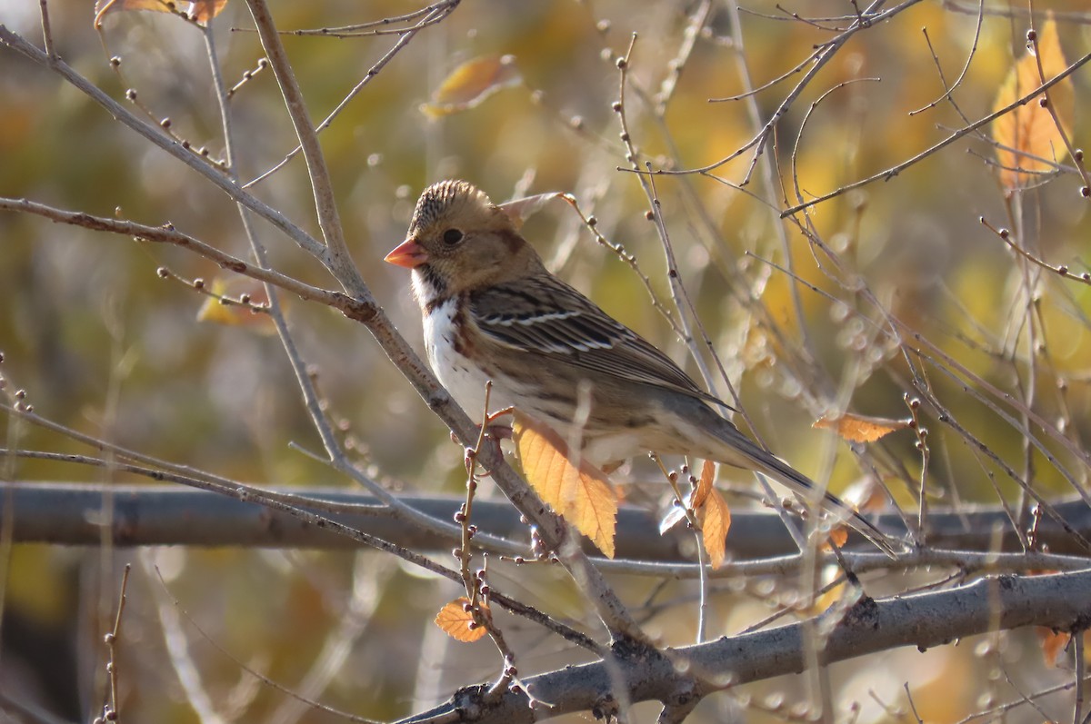 Harris's Sparrow - ML644752649