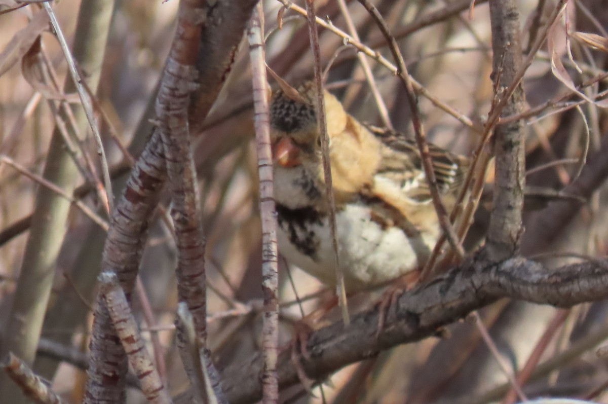 Harris's Sparrow - ML644752650
