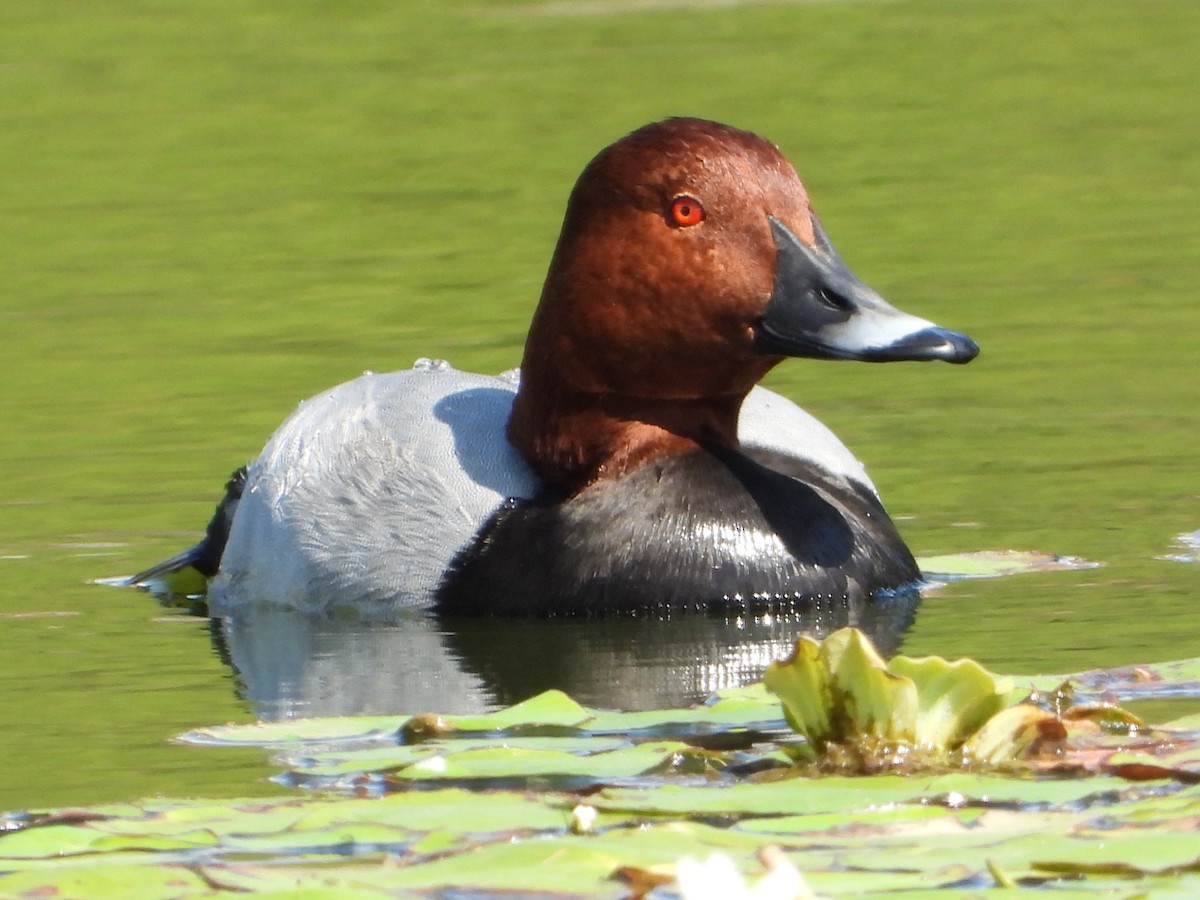 Улаан хүзүүт шумбуур - ML644752685