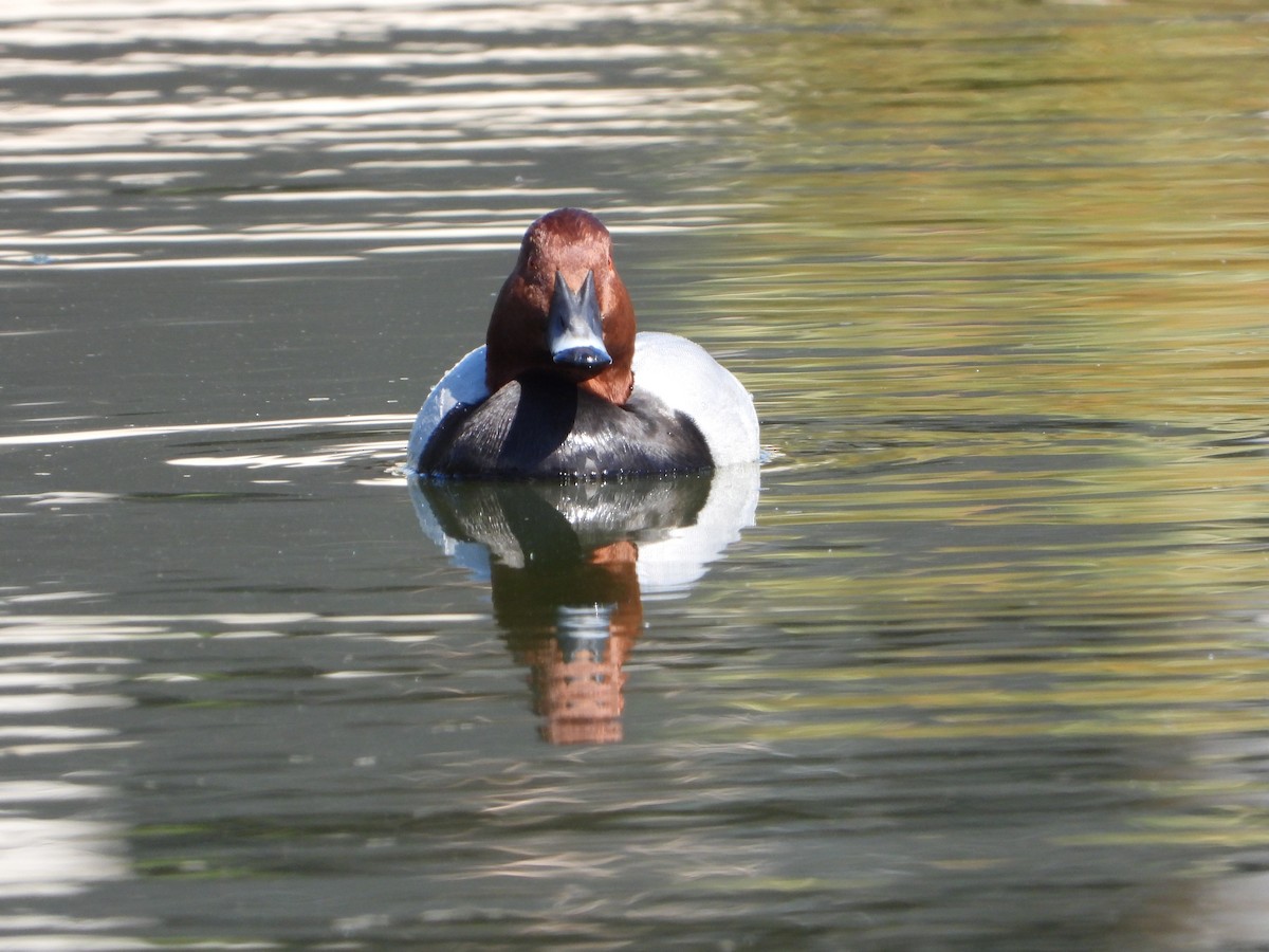 Улаан хүзүүт шумбуур - ML644752686