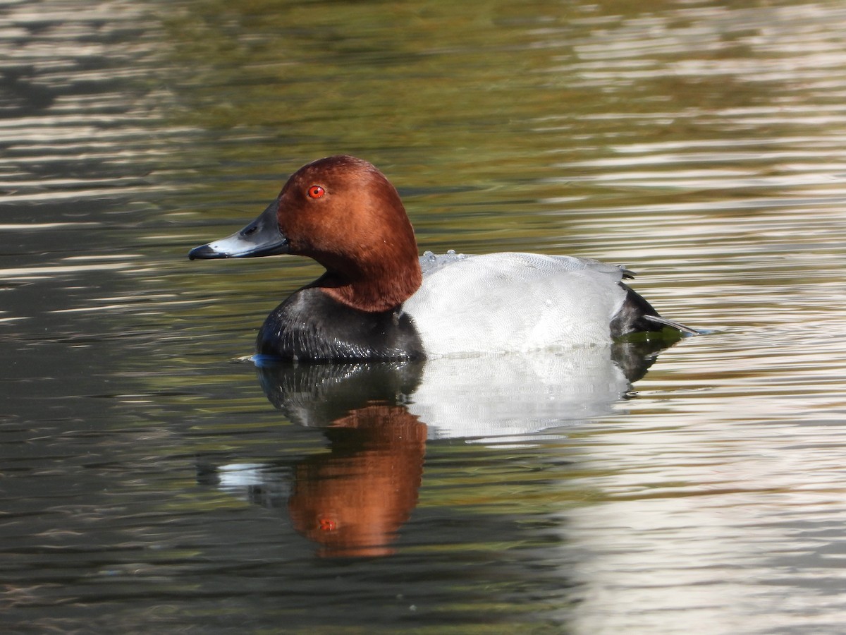 Улаан хүзүүт шумбуур - ML644752687