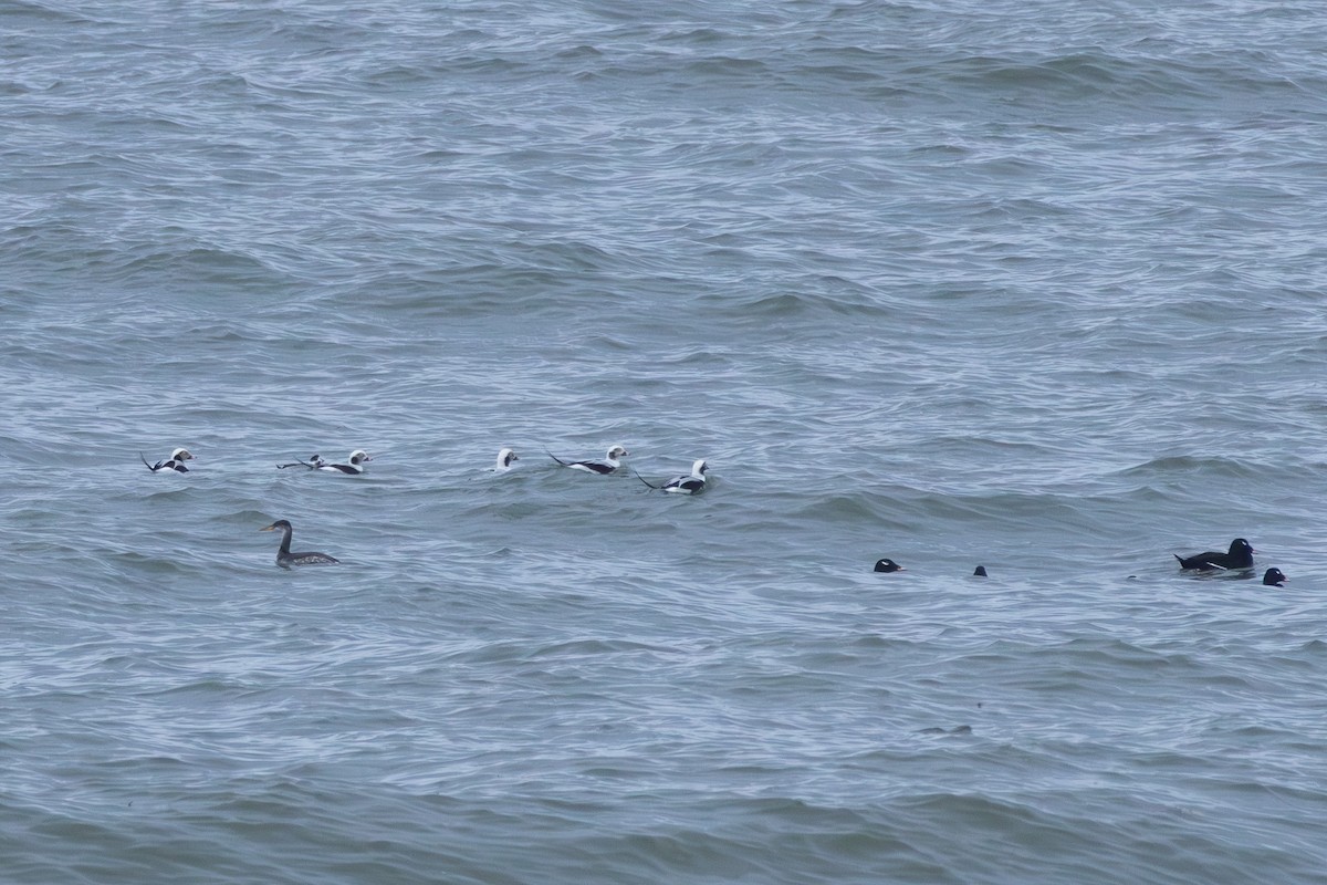 Пірникоза сірощока - ML644752704