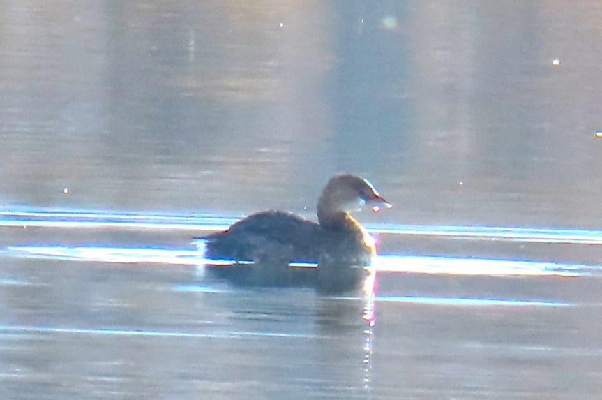 Pied-billed Grebe - ML644752712