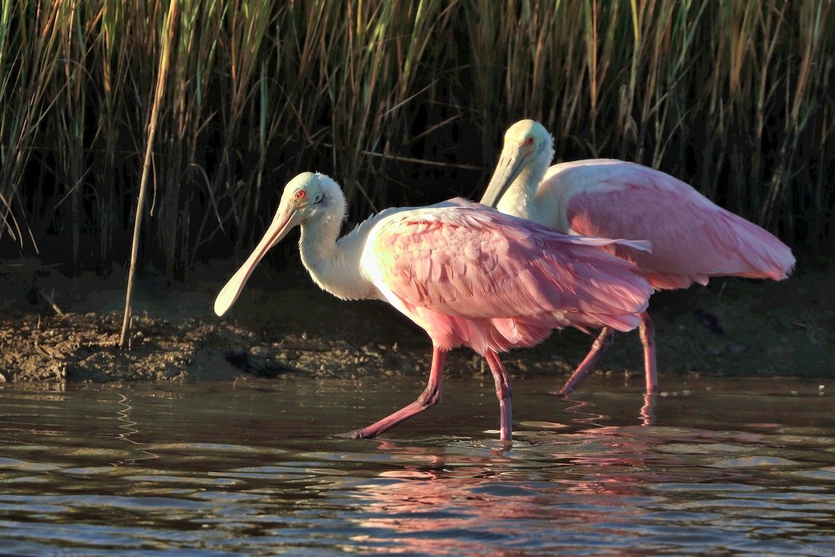 Roseate Spoonbill - ML644752713