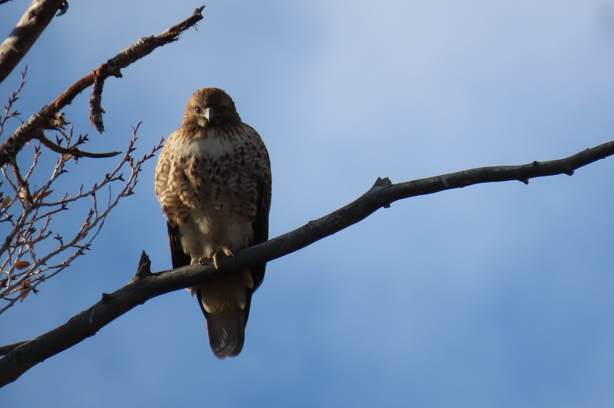 Red-tailed Hawk - ML644752715