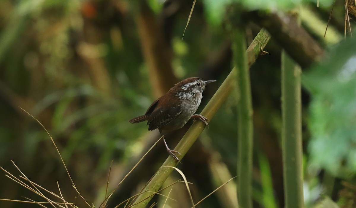 Timberline Wren - ML644752722