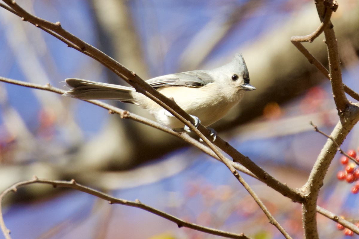Tufted Titmouse - ML644752733