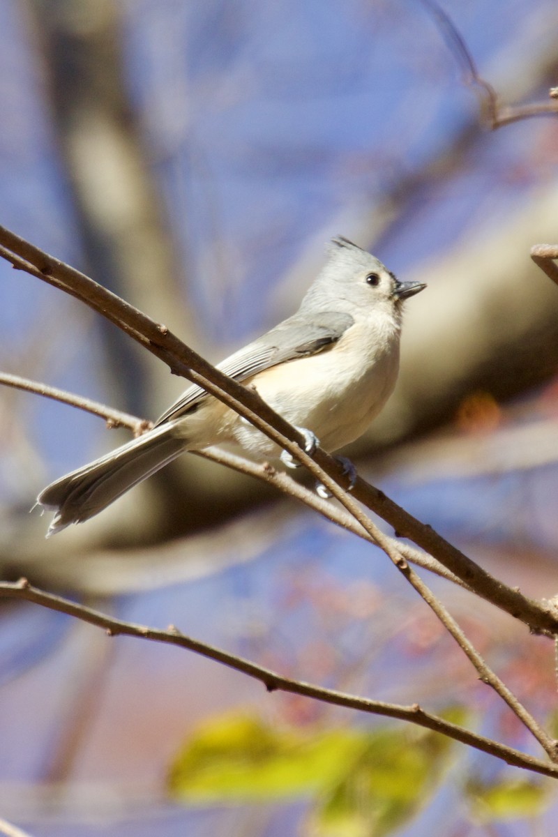Tufted Titmouse - ML644752734