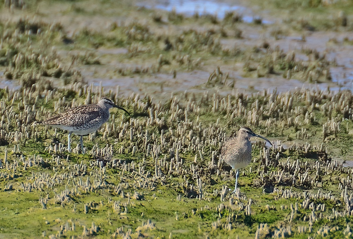 Eurasian Whimbrel - ML644752742