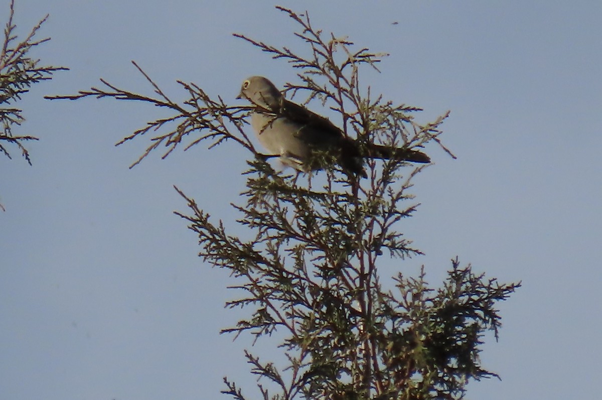 Townsend's Solitaire - ML644752743