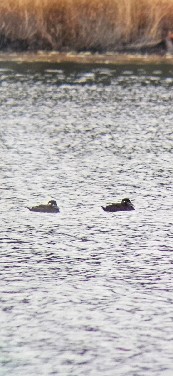 Surf Scoter - ML644752744