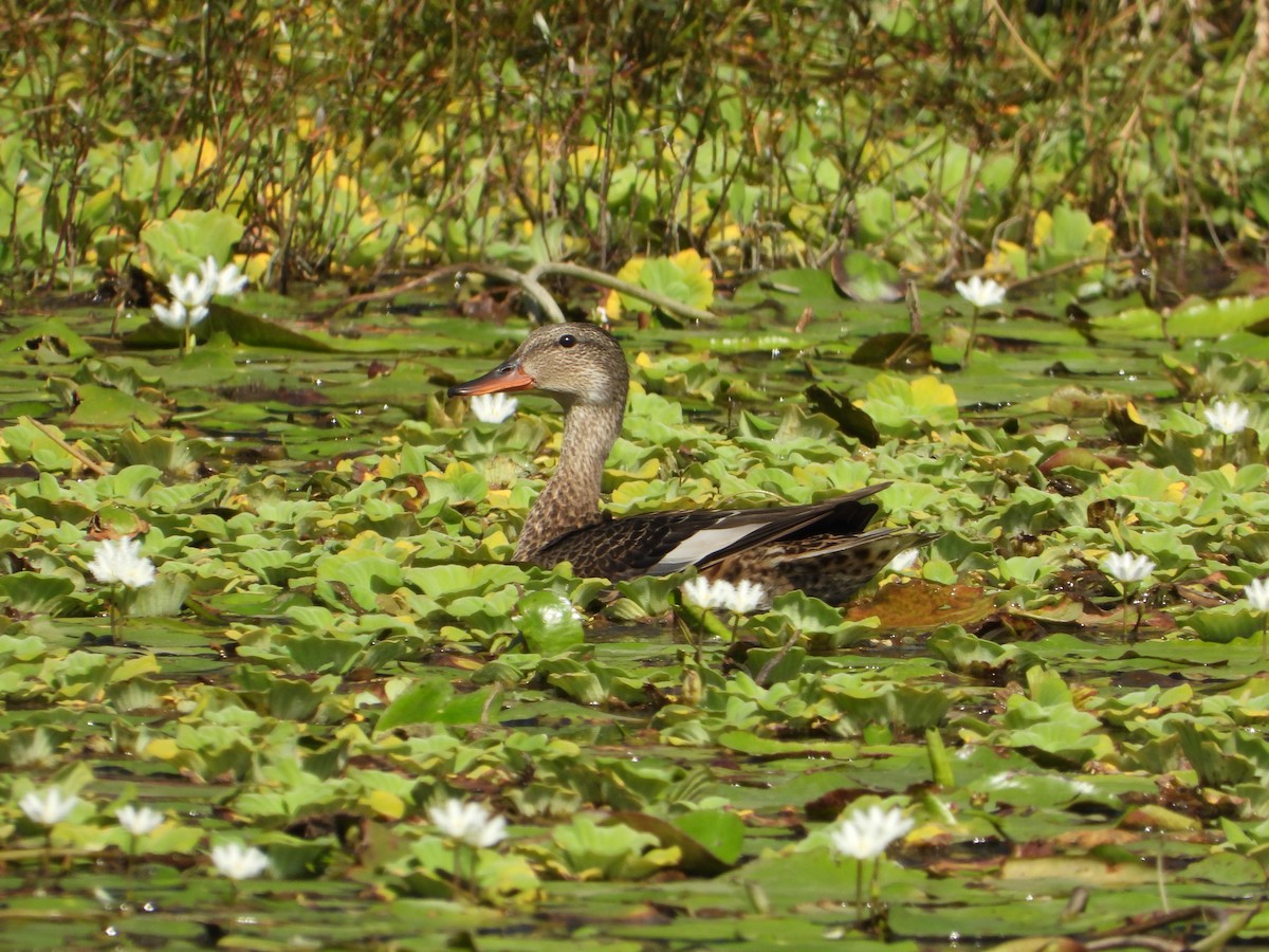 Бор нугас - ML644752756