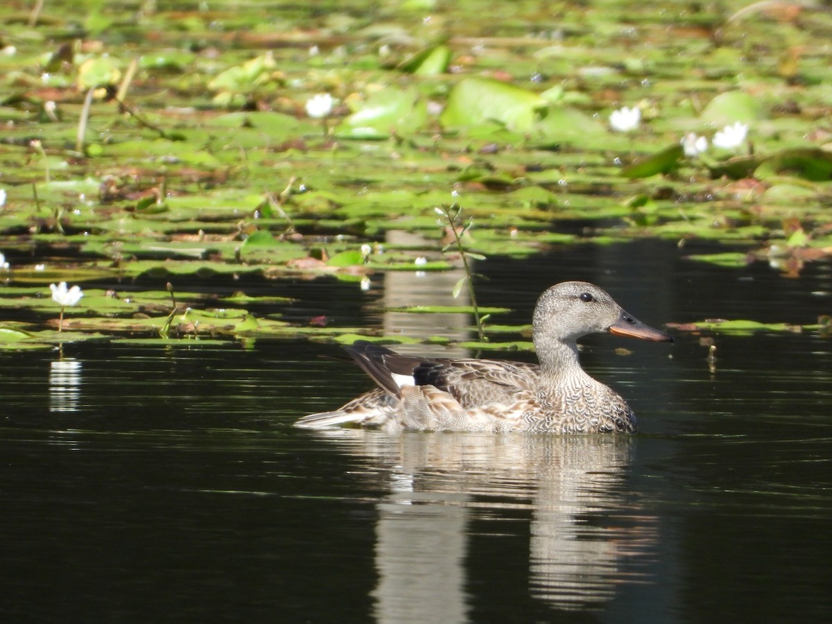 Бор нугас - ML644752757