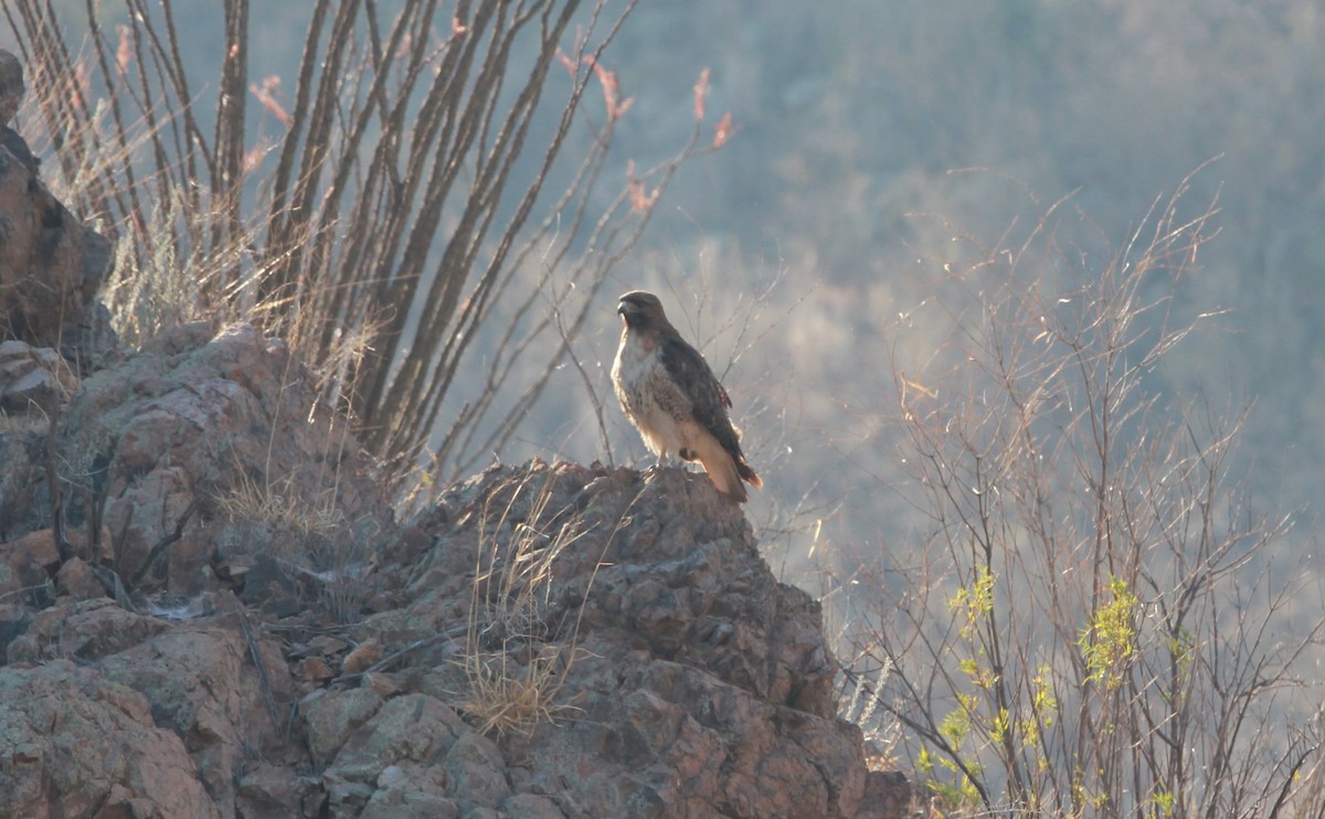 Red-tailed Hawk (calurus/alascensis) - ML644752771