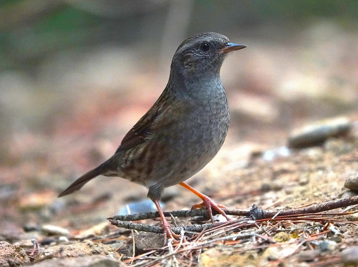 סתרי מצוי - ML644752784