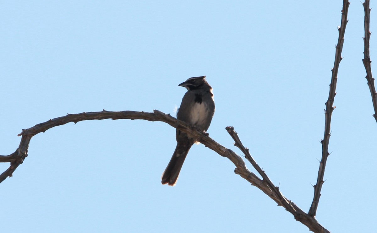 sonoraspurv - ML644752789