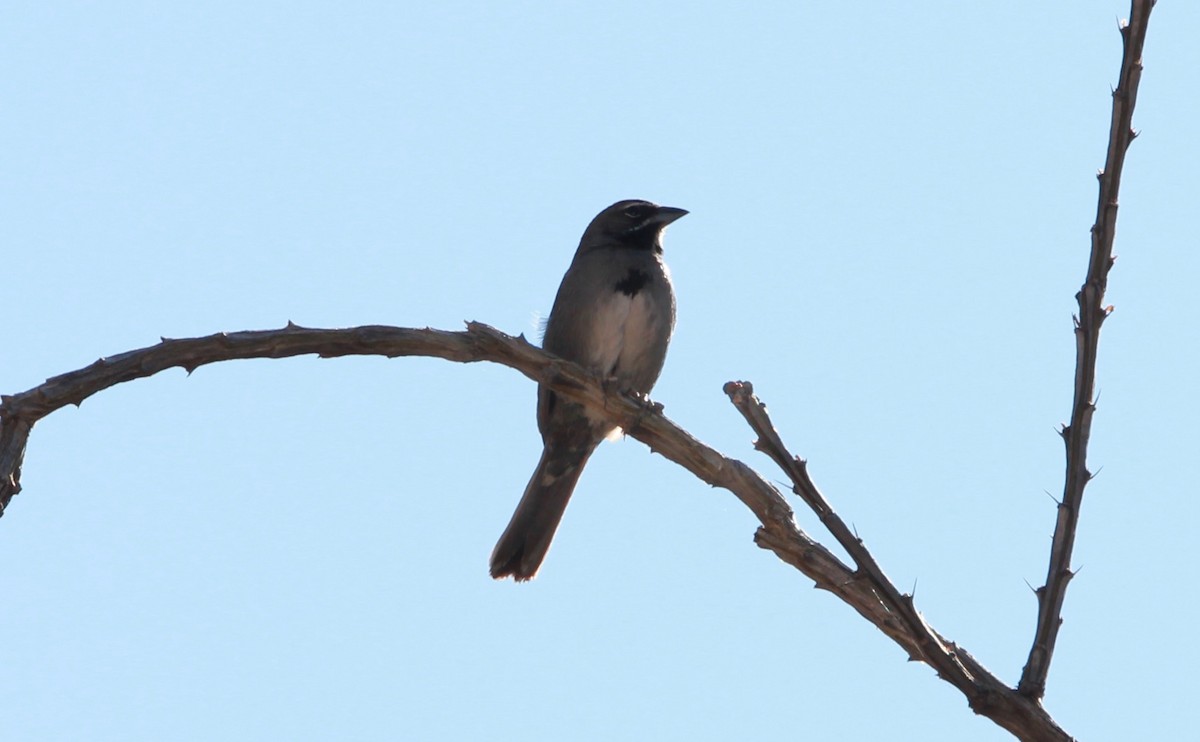 sonoraspurv - ML644752790