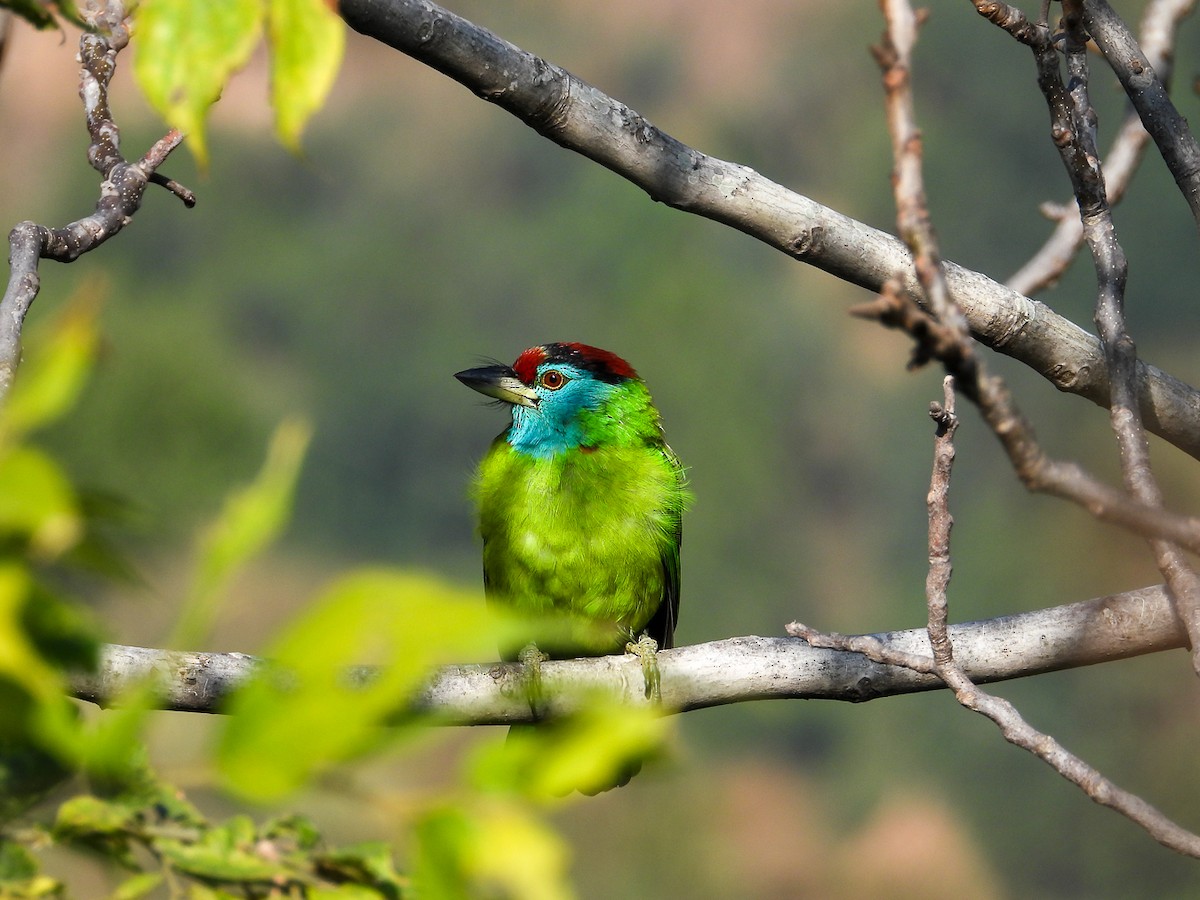 Голубощёкий бородастик - ML644752795