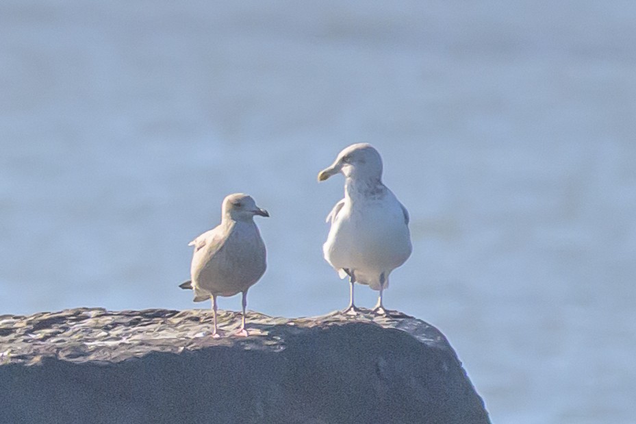 Iceland Gull - ML644752802