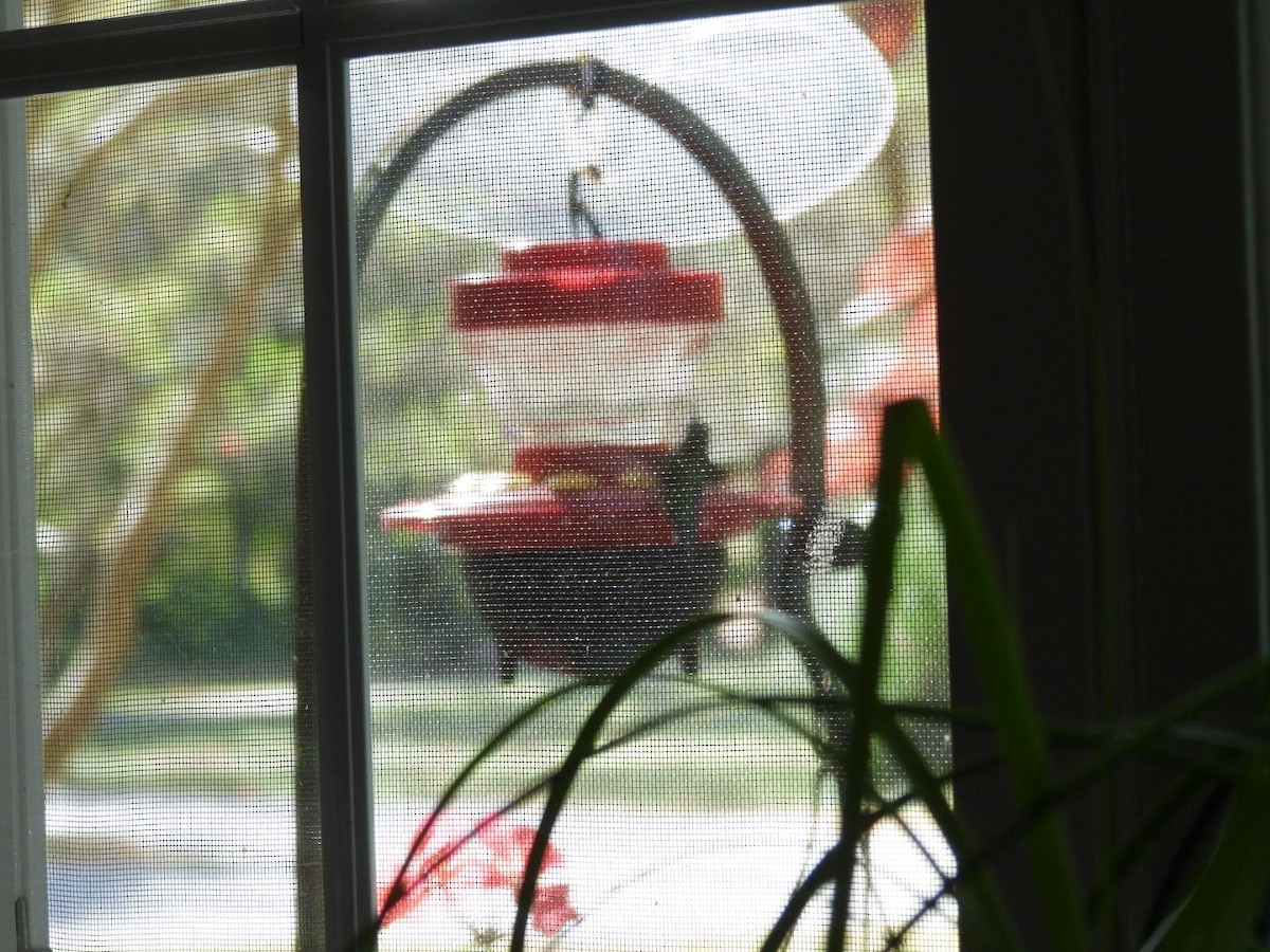 Ruby-throated Hummingbird - ML644752811