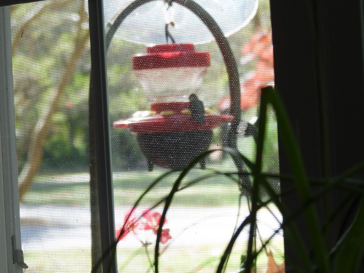 Ruby-throated Hummingbird - ML644752812