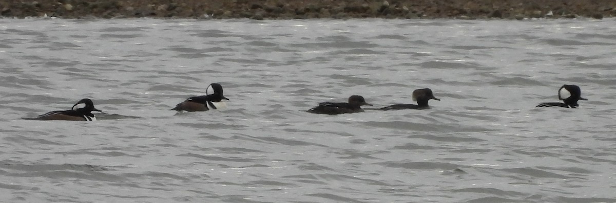 morčák chocholatý - ML644752820