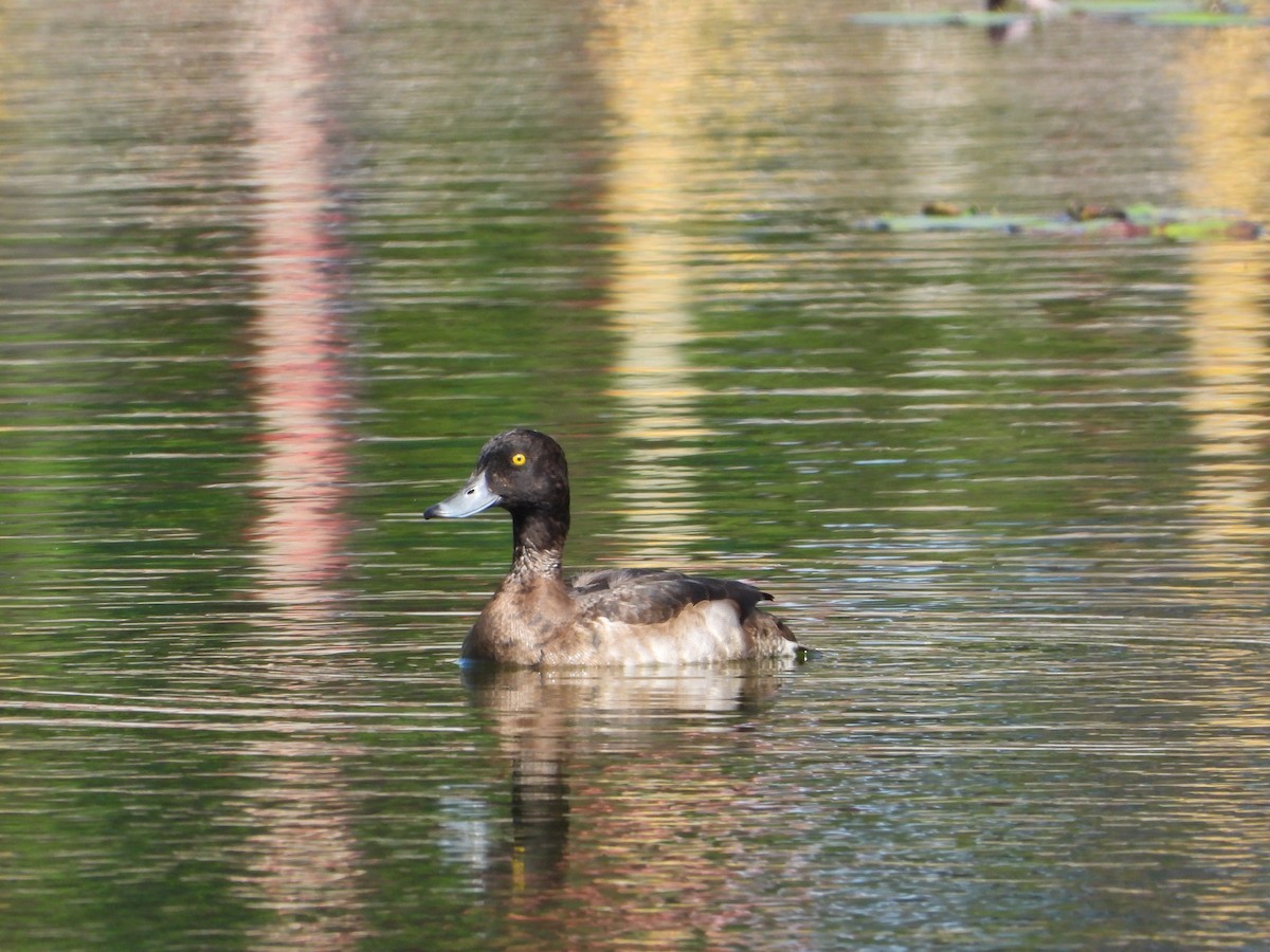 Гэзэгт шумбуур - ML644752821