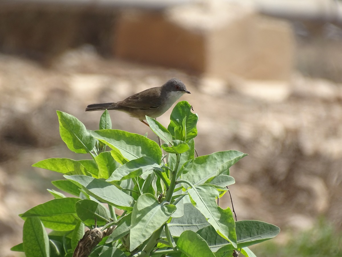Sardinian Warbler - ML644752830