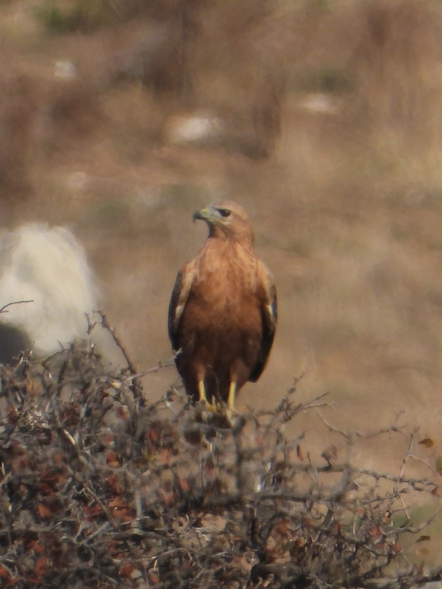 Курганник - ML644752831