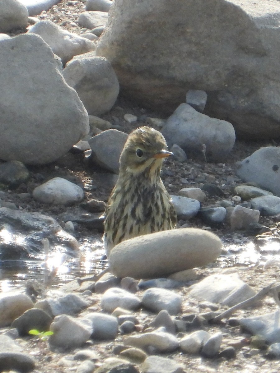 Pispola - ML644752835