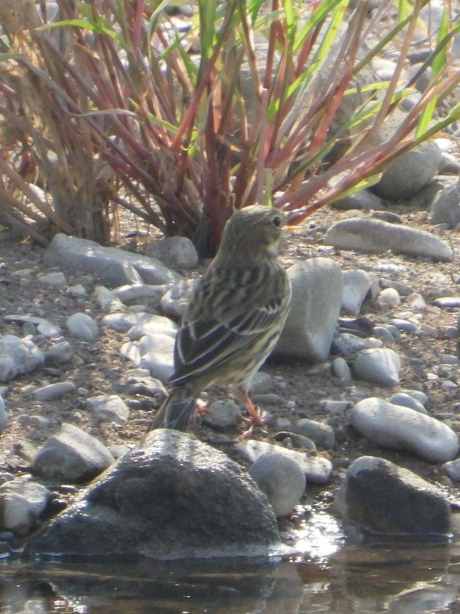 Pispola - ML644752836