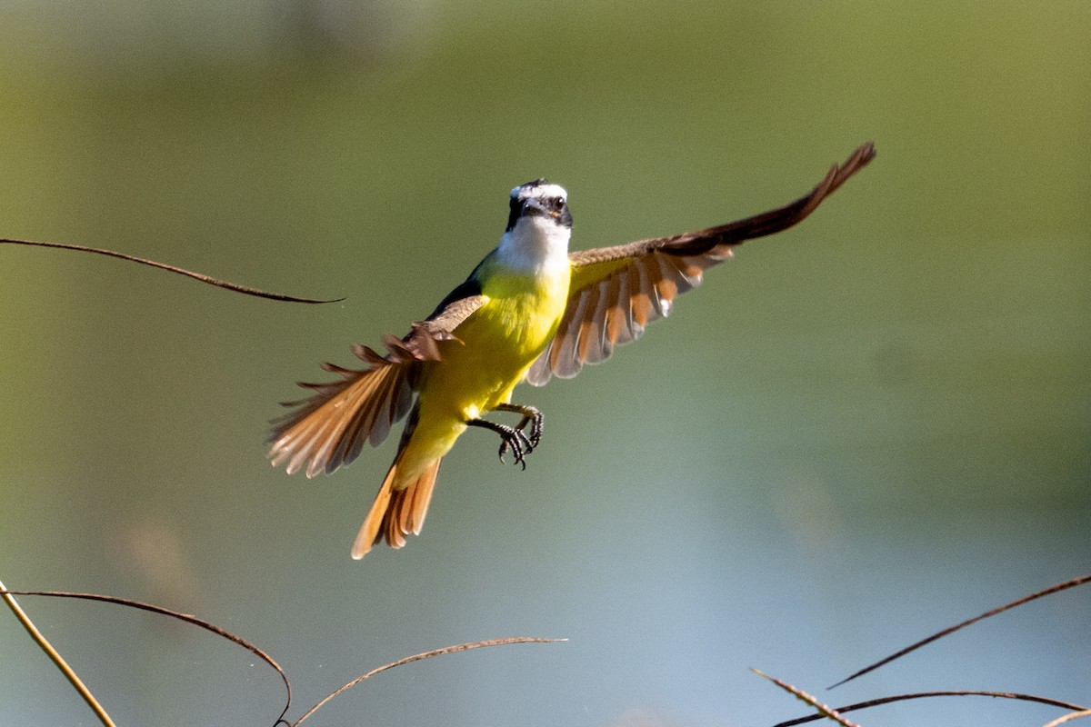 Great Kiskadee - ML644752837