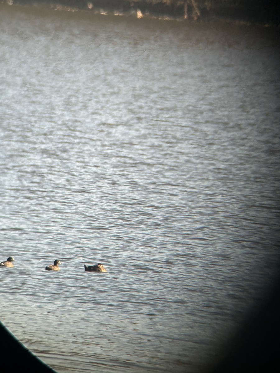 brilleand - ML644752839