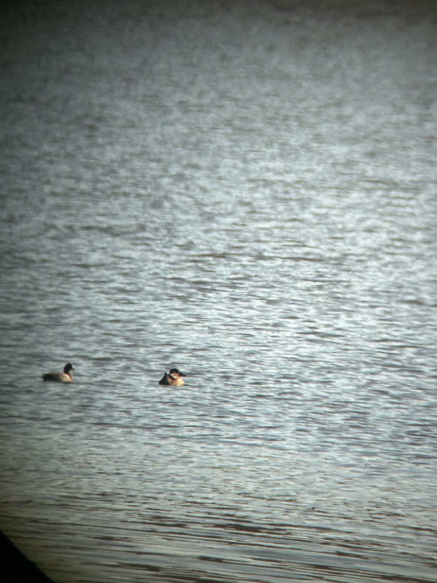 brilleand - ML644752840