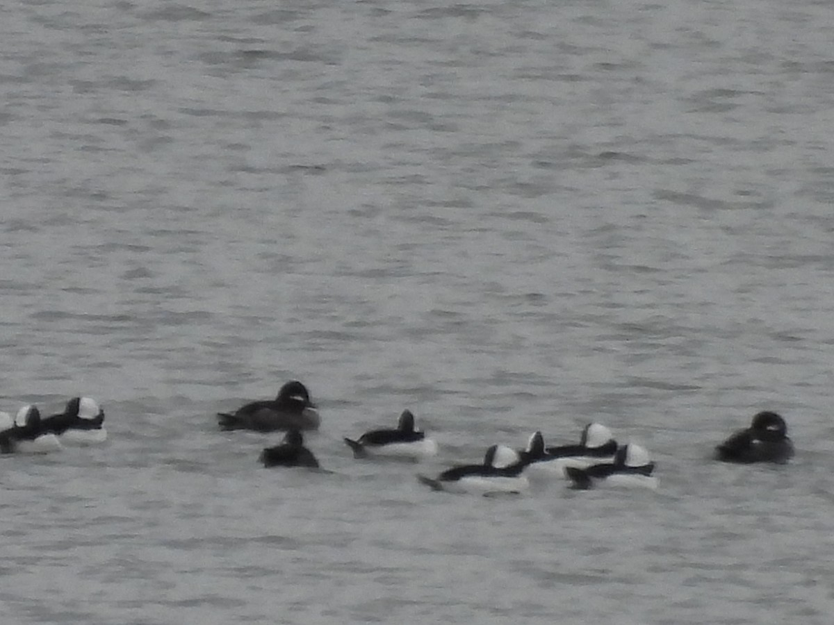 hohol bělavý - ML644752861